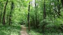 Bois de Saulxures